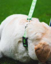 COLLAR PARA PERRO