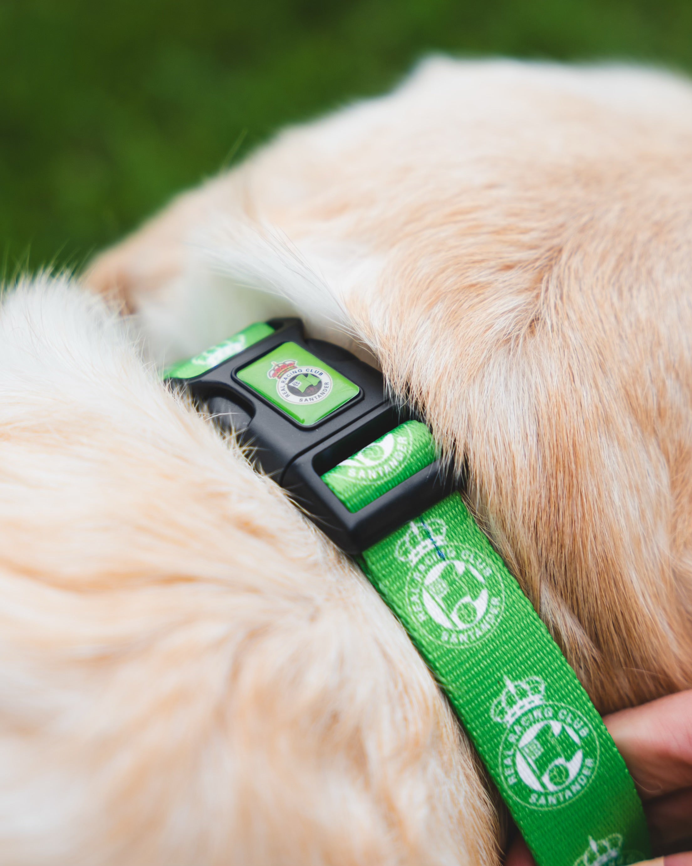 COLLAR PARA PERRO