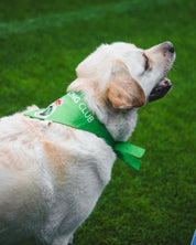 BANDANA PARA PERRO